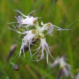 Dianthus superbus