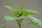 Helianthus annuus. Верхушка растения с нераскрывшимися соцветиями. Московская обл., дачный участок. 27.07.2007.