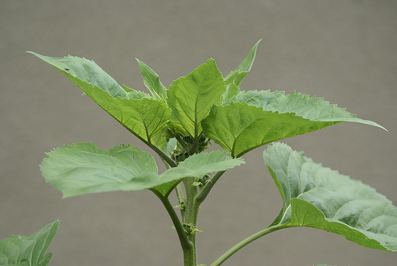 Изображение особи Helianthus annuus.