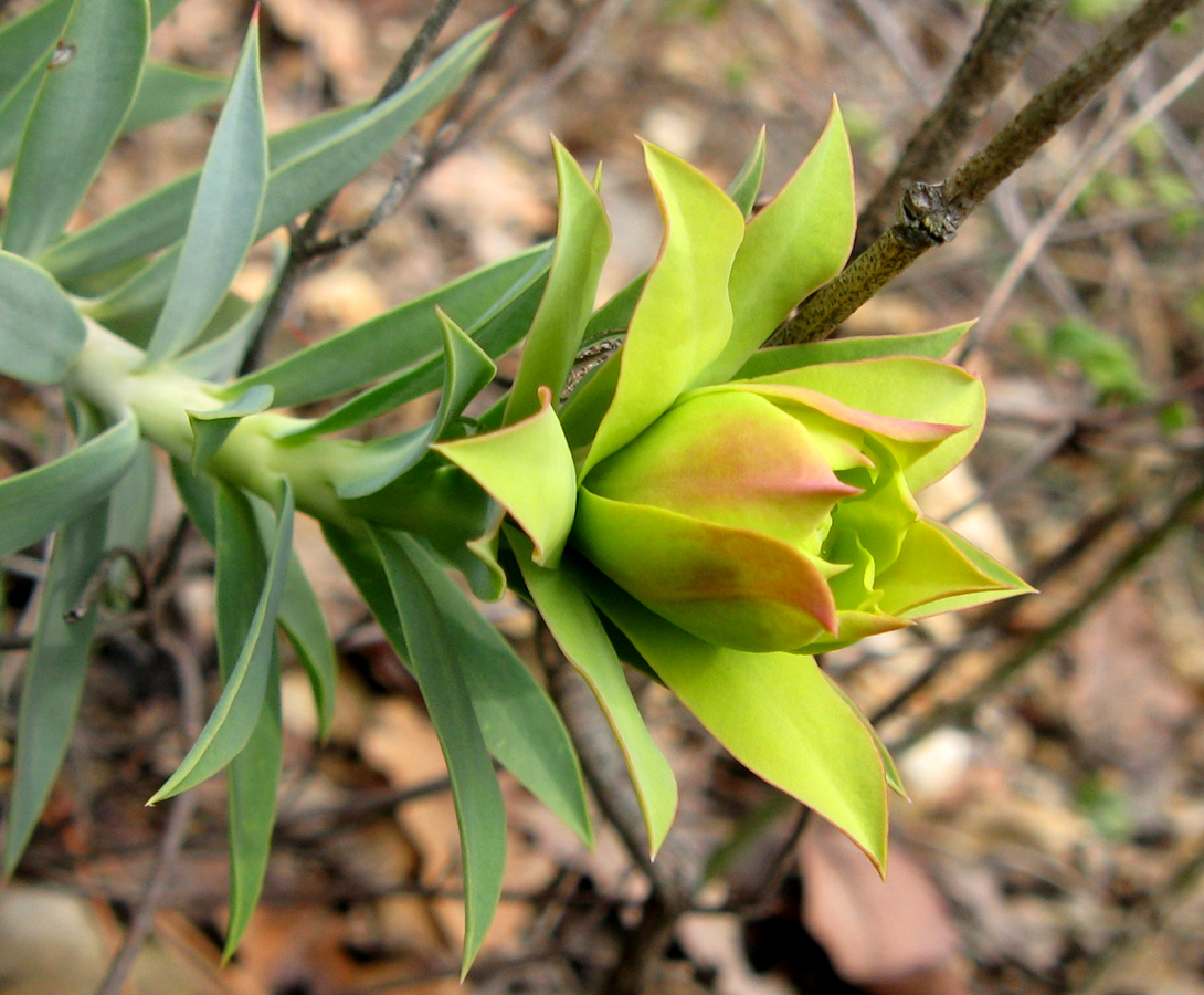 Изображение особи Euphorbia rigida.