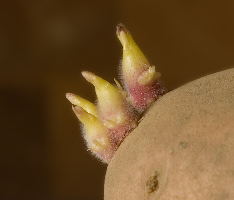 Image of Solanum tuberosum specimen.