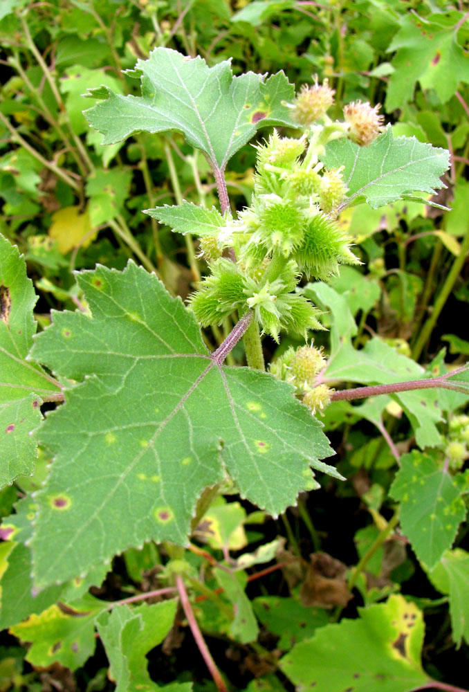 Image of Xanthium orientale specimen.