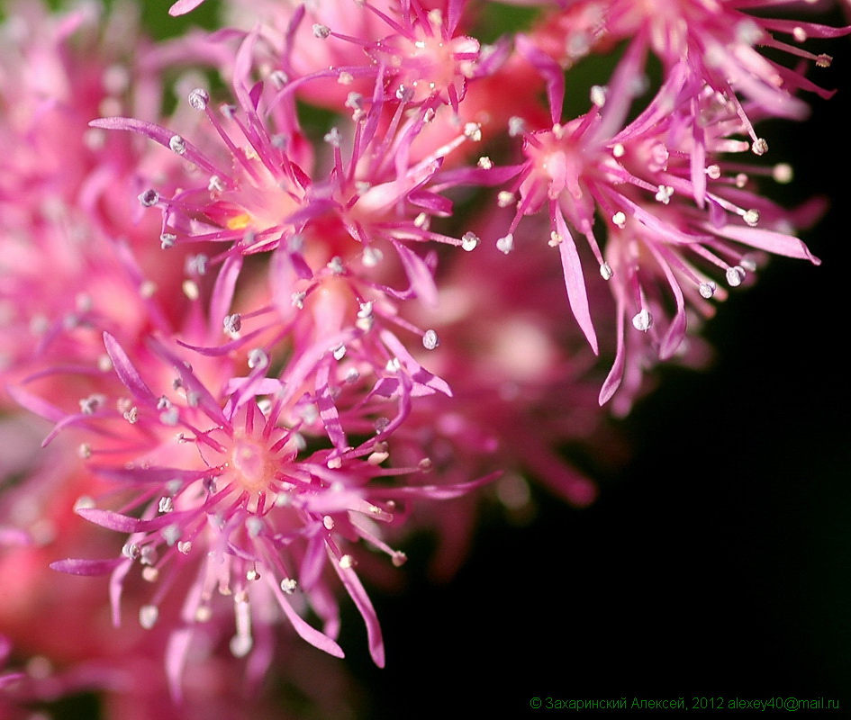 Image of Astilbe chinensis specimen.