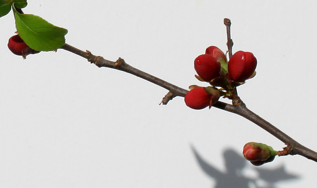 Изображение особи Chaenomeles japonica.