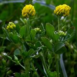 Medicago lupulina. Цветущие растения. Восходящие стебли длиной около 20 см приподнимаются на высоту 5-10 см. Киев, сенокосный луг возле Святошинского озера. 1 июня 2008 г.