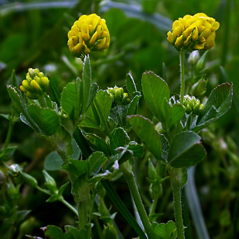 Изображение особи Medicago lupulina.