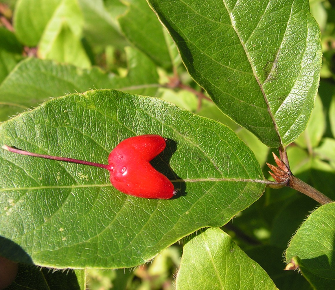 Image of Lonicera maximowiczii specimen.