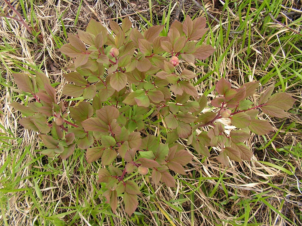 Изображение особи Paeonia oreogeton.