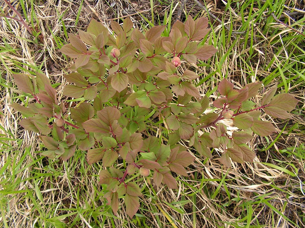 Image of Paeonia oreogeton specimen.