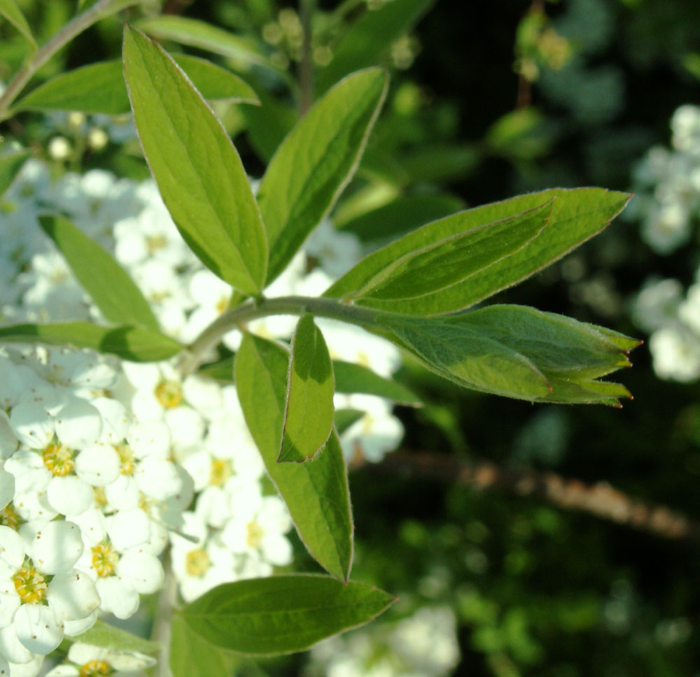 Изображение особи Spiraea &times; cinerea.