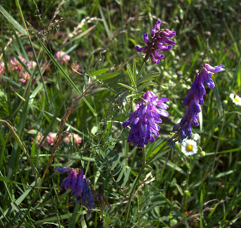 Изображение особи Vicia cracca.