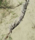genus Echium
