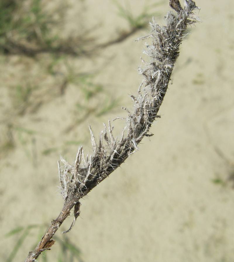 Image of genus Echium specimen.