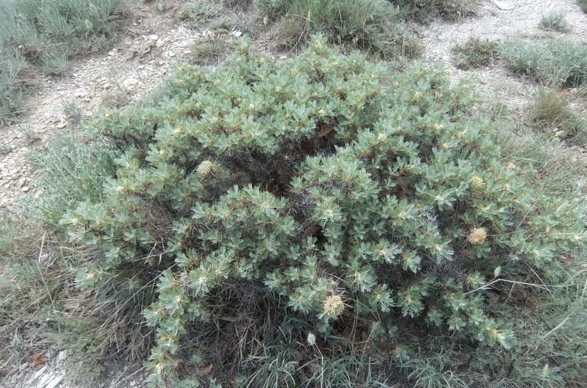 Image of Astragalus arnacanthoides specimen.