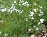 Achillea abrotanoides. Цветущее растение. Черногория, Динарское нагорье, горный массив Дурмитор. 05.07.2011.