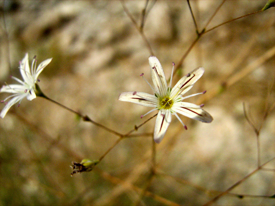 Изображение особи Gypsophila capillaris.