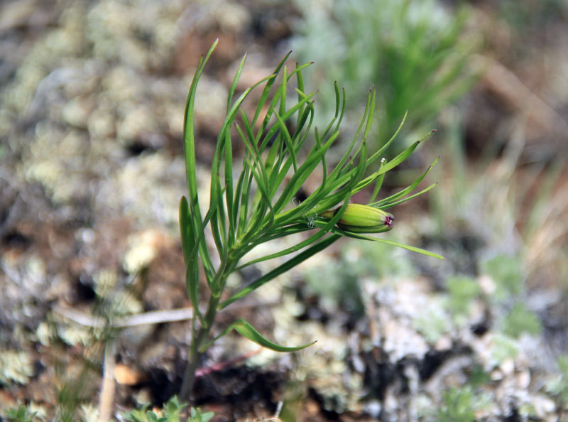 Image of Lilium pumilum specimen.