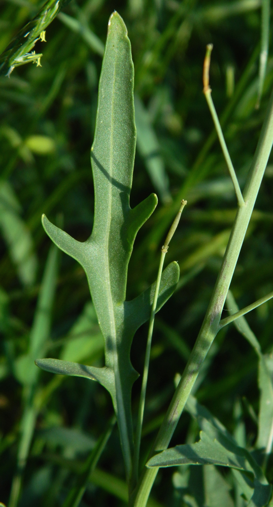 Изображение особи Diplotaxis tenuifolia.