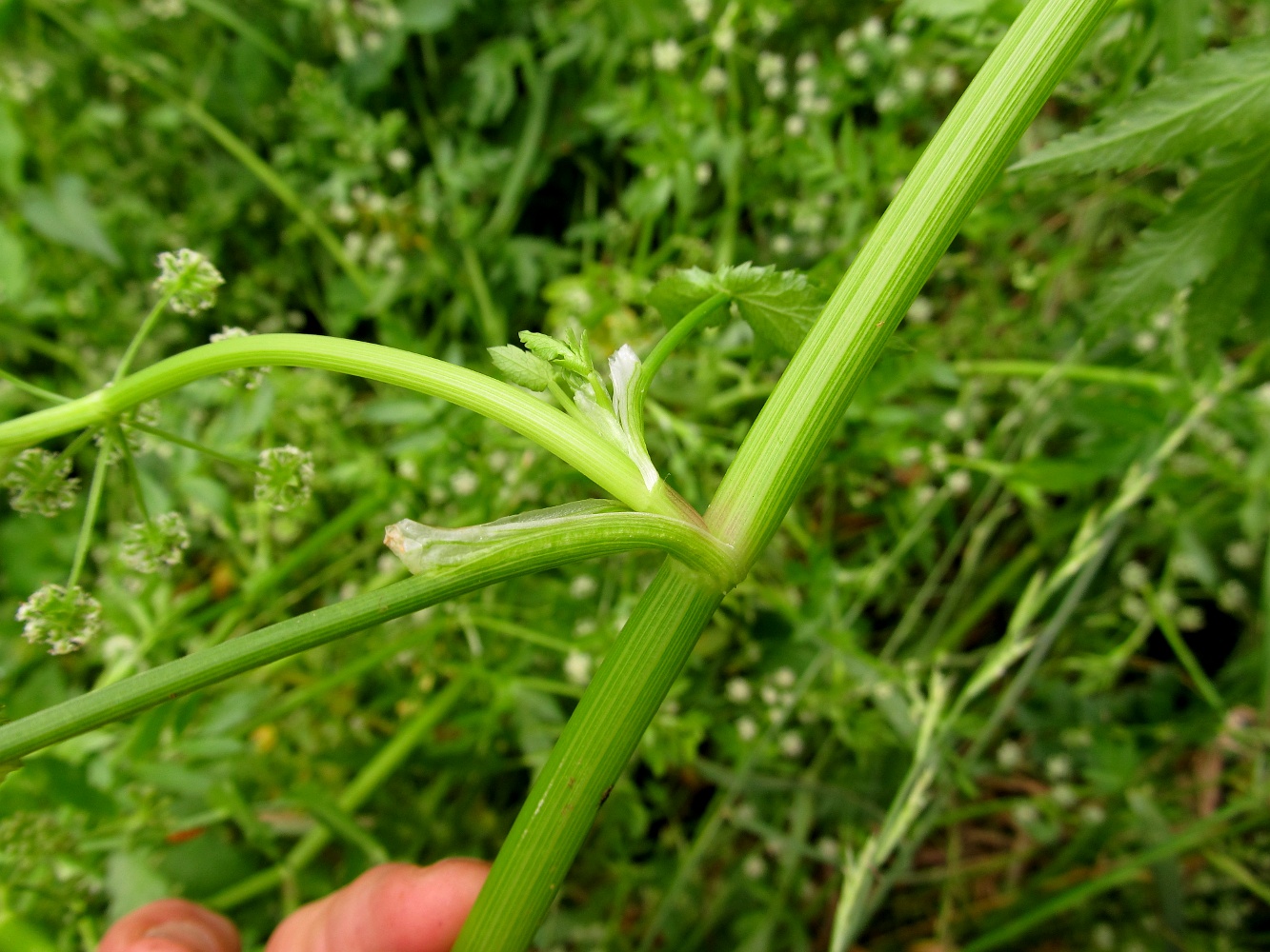 Изображение особи Berula erecta.