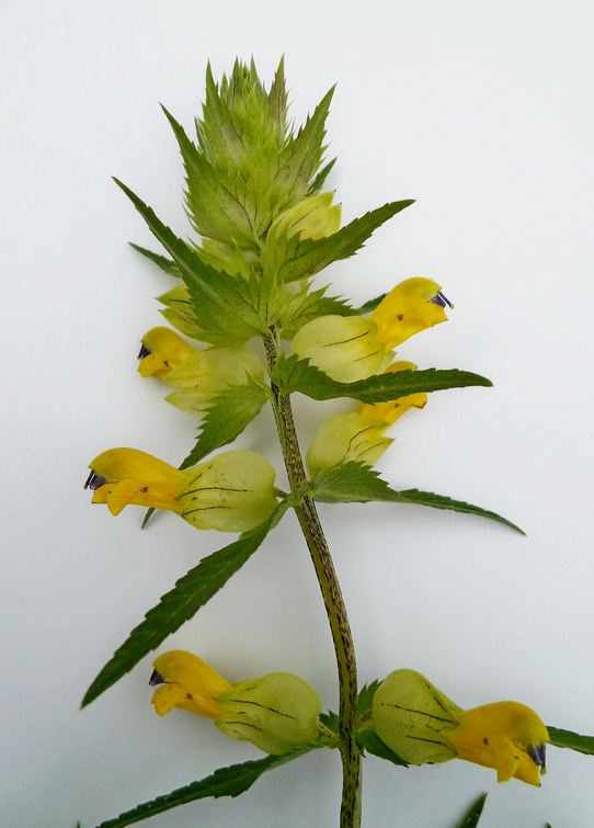 Image of genus Rhinanthus specimen.