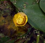 Nuphar lutea. Цветок. Курская обл., Железногорский р-н, сл. Михайловка, р. Свапа. 14 августа 2007 г.