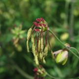 Thalictrum simplex