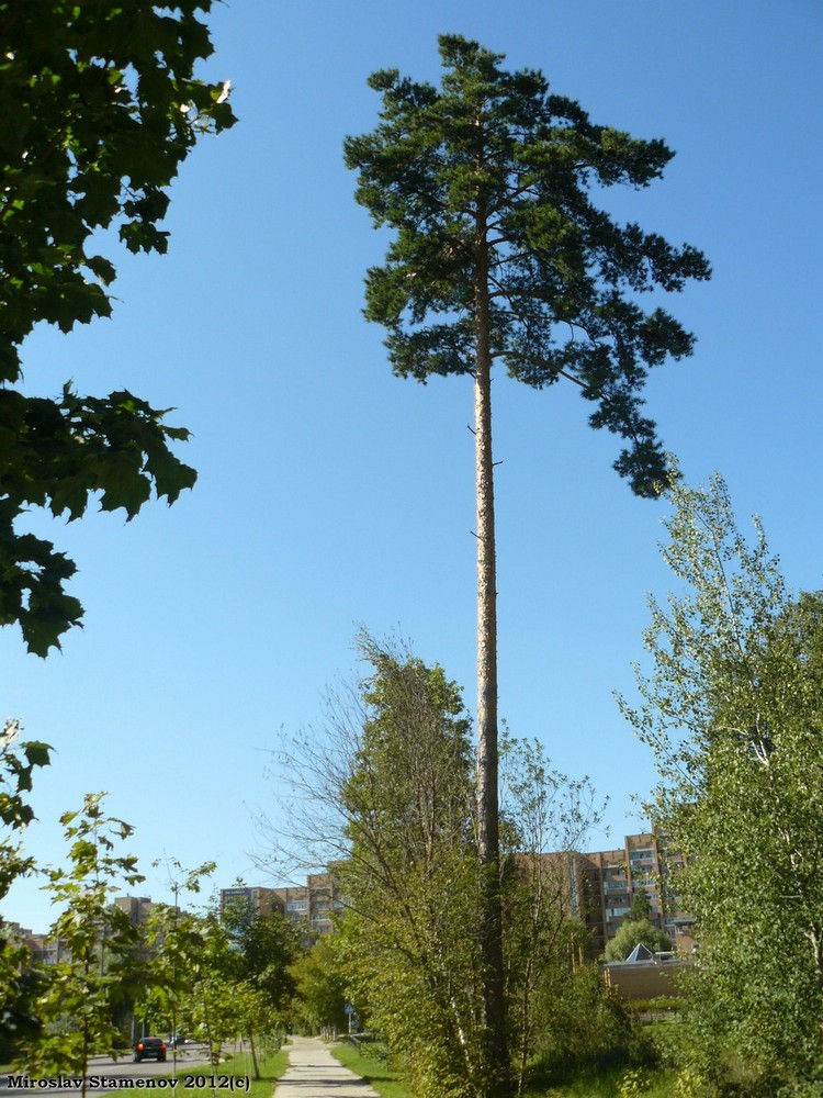Image of Pinus sylvestris specimen.