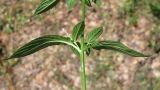 Epilobium roseum