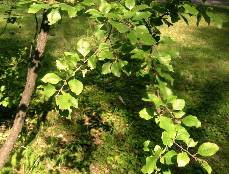 Image of Betula pumila specimen.