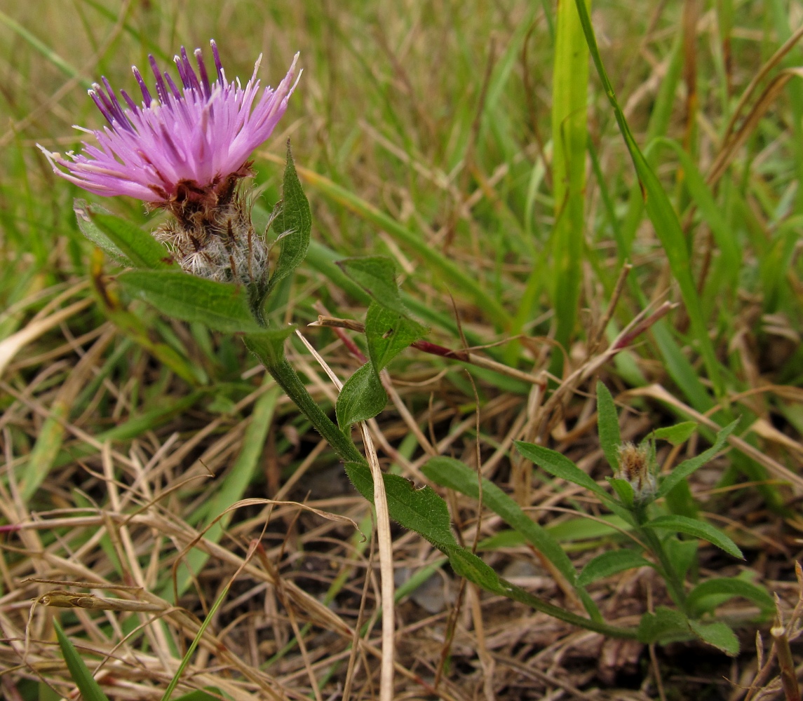 Изображение особи род Centaurea.