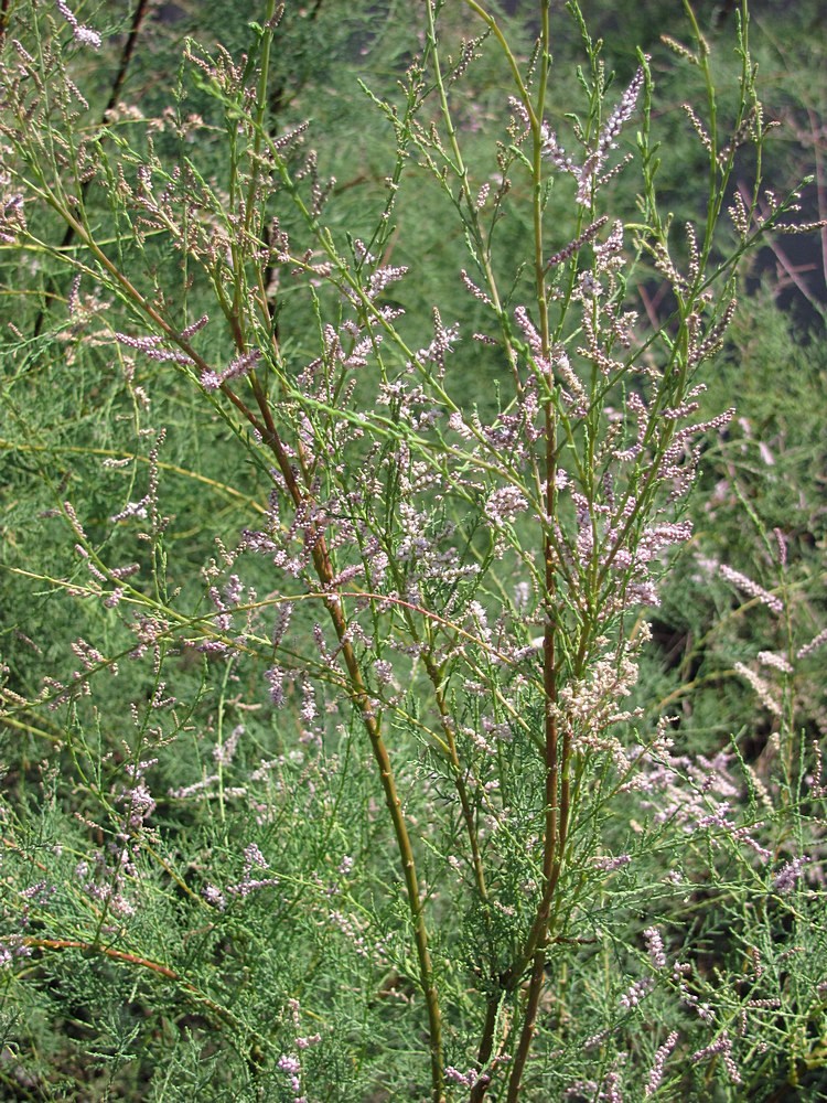 Image of Tamarix ramosissima specimen.