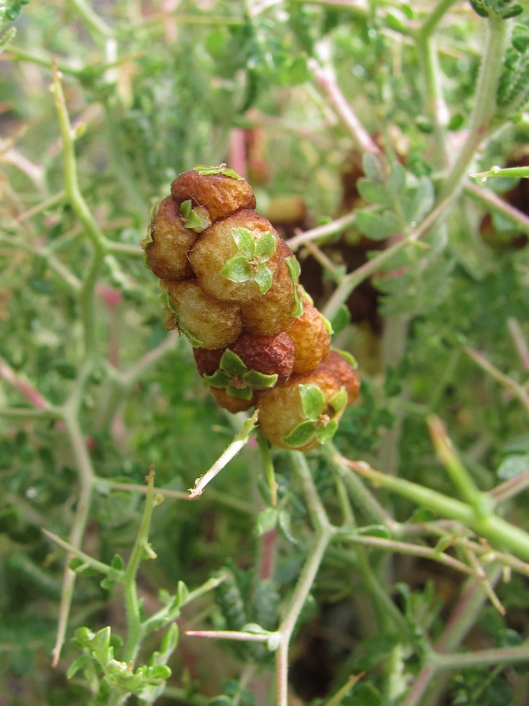 Изображение особи Sarcopoterium spinosum.