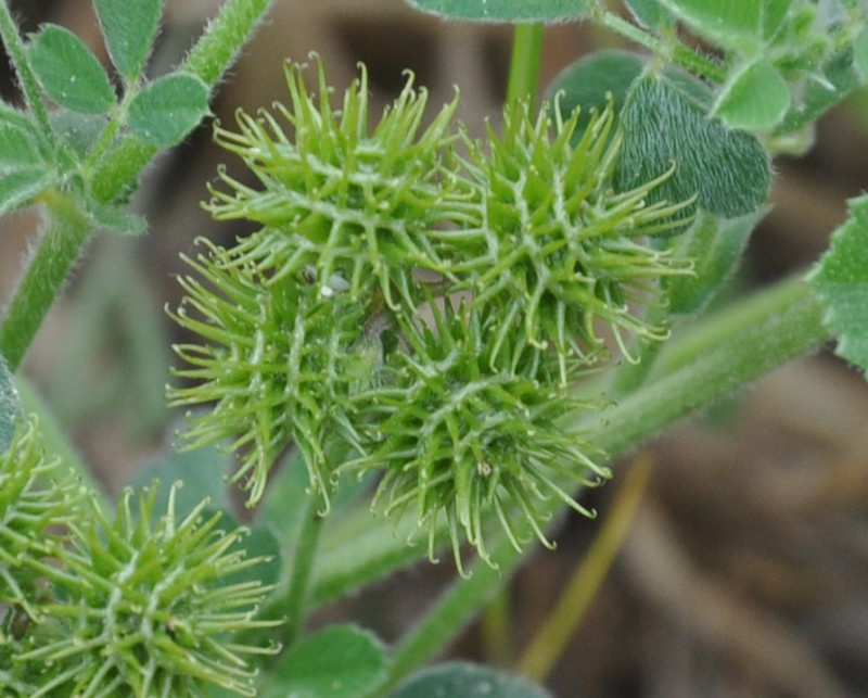 Image of Medicago minima specimen.