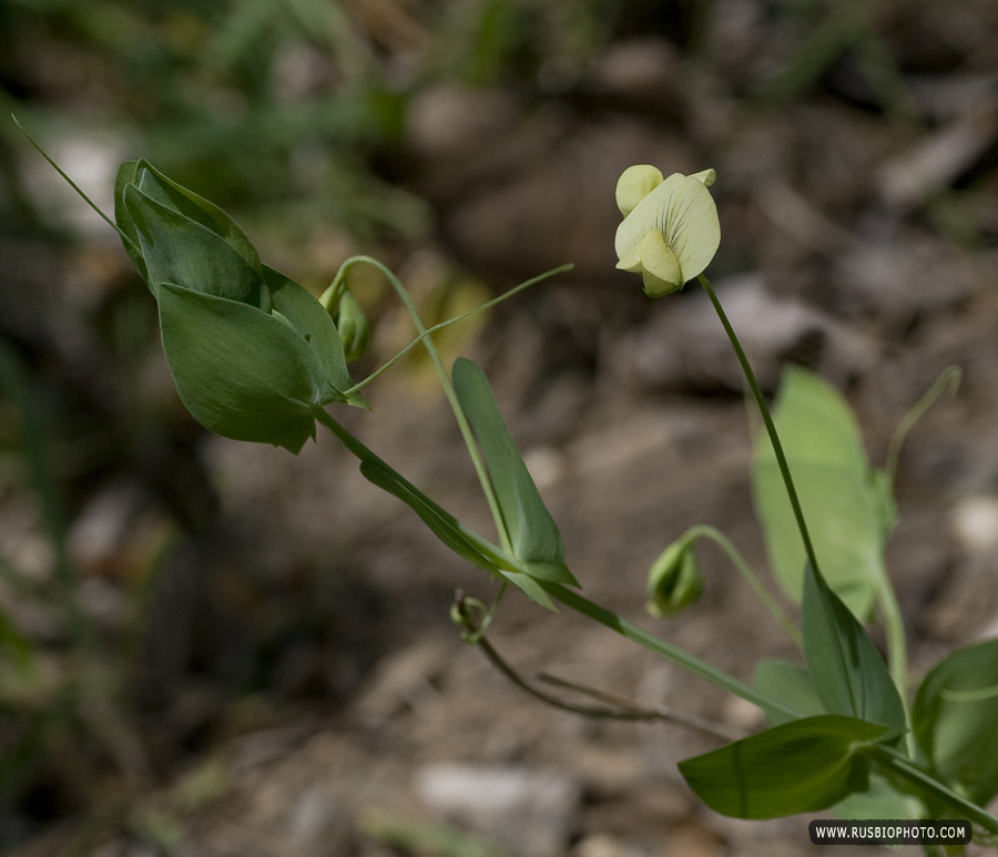 Image of Lathyrus aphaca specimen.