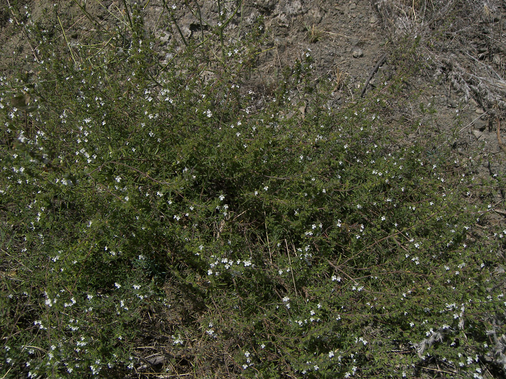 Image of Satureja mutica specimen.