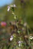 Euphrasia parviflora. Верхушка побега с цветками и плодами. Ленинградская обл., Гатчинский р-н, окр. пос. Пудость, луг в старом известняковом карьере. 09.09.2012.