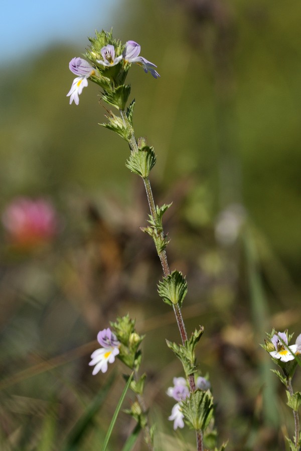 Image of Euphrasia parviflora specimen.