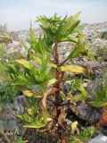 Guizotia abyssinica. Зацветающее растение на городской свалке. Окр. Томска, 2 октября 2011 г.