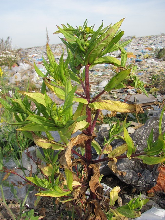Image of Guizotia abyssinica specimen.