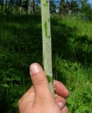 Pteridium pinetorum ssp. sajanense