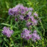 Thalictrum aquilegiifolium