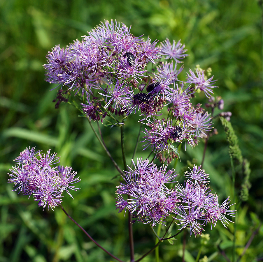 Image of Thalictrum aquilegiifolium specimen.