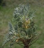 Astragalus arnacantha. Веточка. Крым, окр. Щебетовки. 20.05.2012.