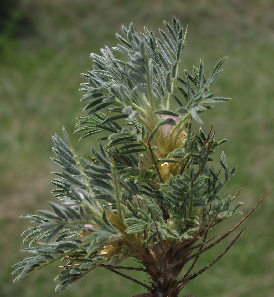 Image of Astragalus arnacantha specimen.