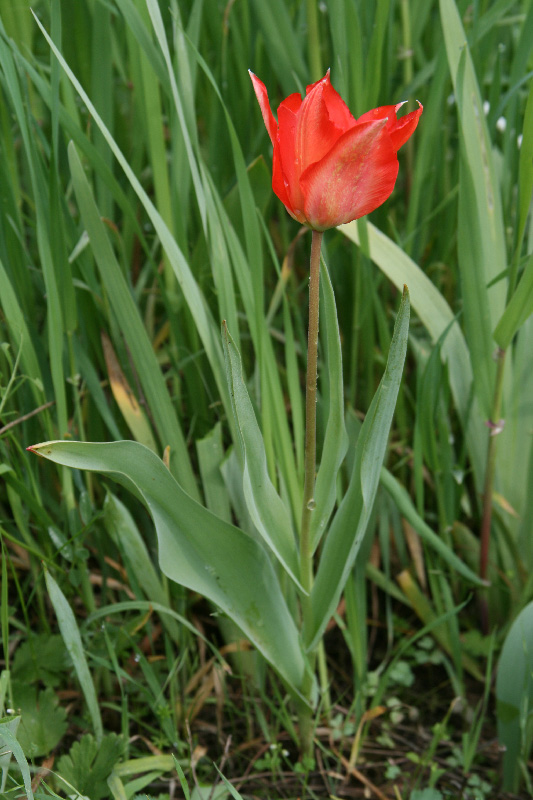 Image of Tulipa carinata specimen.