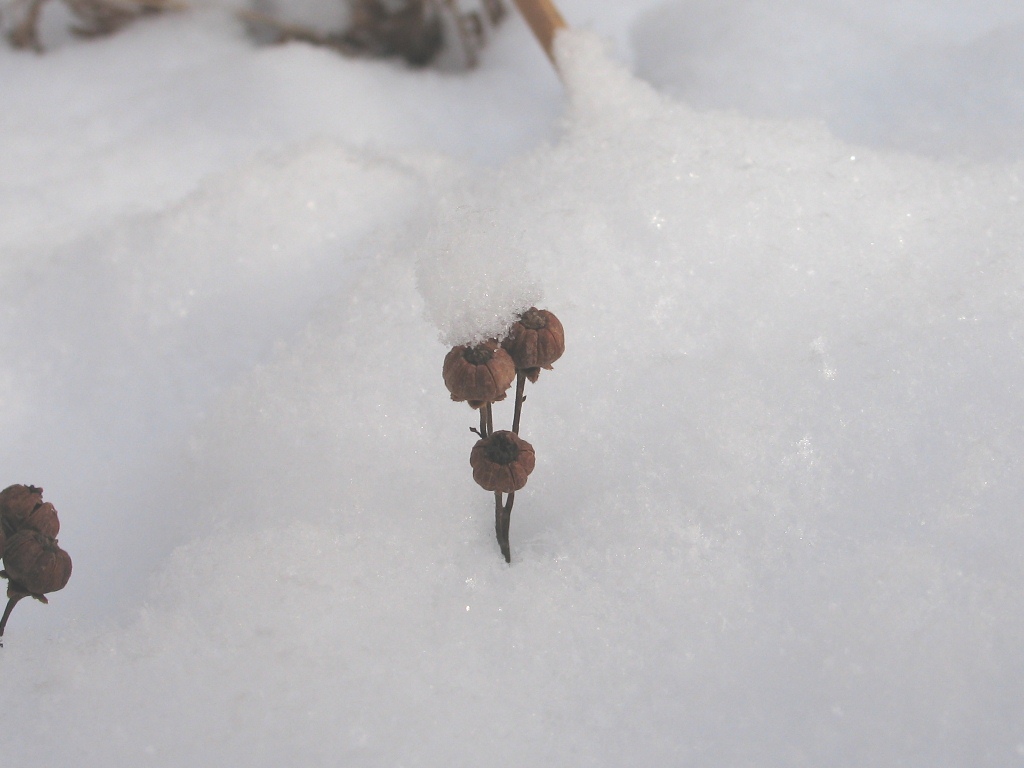 Image of Chimaphila umbellata specimen.