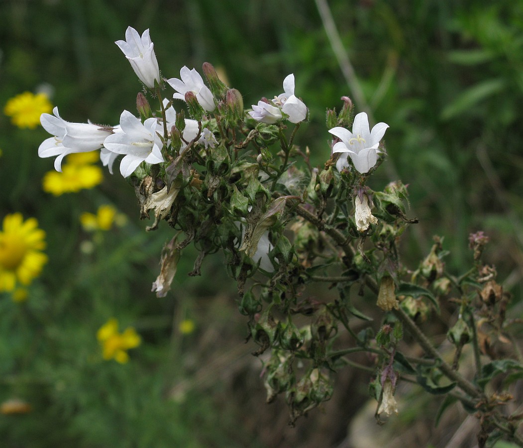 Image of Campanula sibirica specimen.