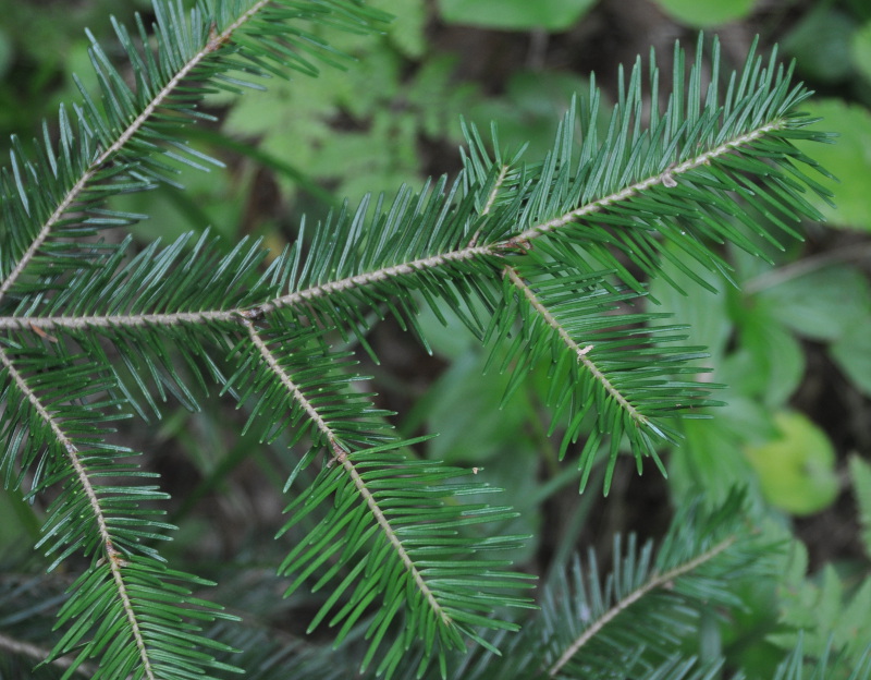 Image of Abies nephrolepis specimen.