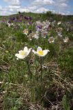 Pulsatilla multifida. Цветущие растения в степи. Иркутская область, Усть-Ордынский Бурятский округ, окр. с. Баяндай. 12.06.2012.