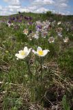 Pulsatilla multifida